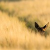 Roe Deer (Capreolus capreolus) doe peering out from crop of barley